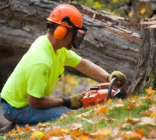 tree services Clintondale